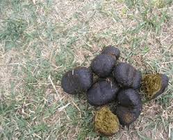 هفت کاربرد عجیب و غریب مدفوع حیوانات!